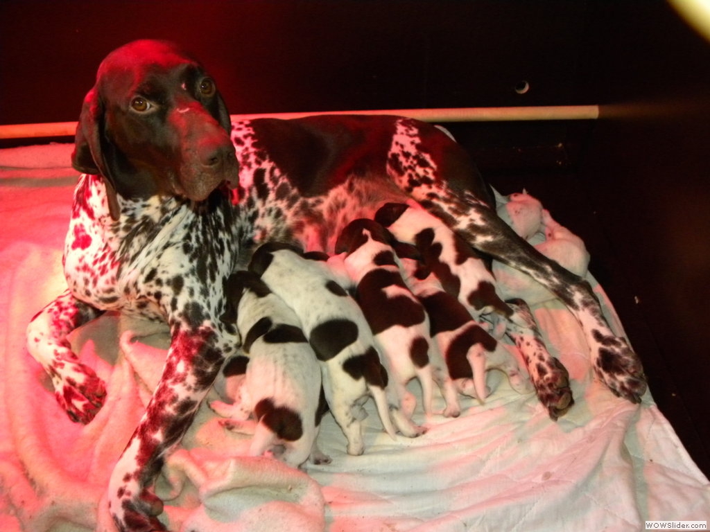 Chanel en haar pups